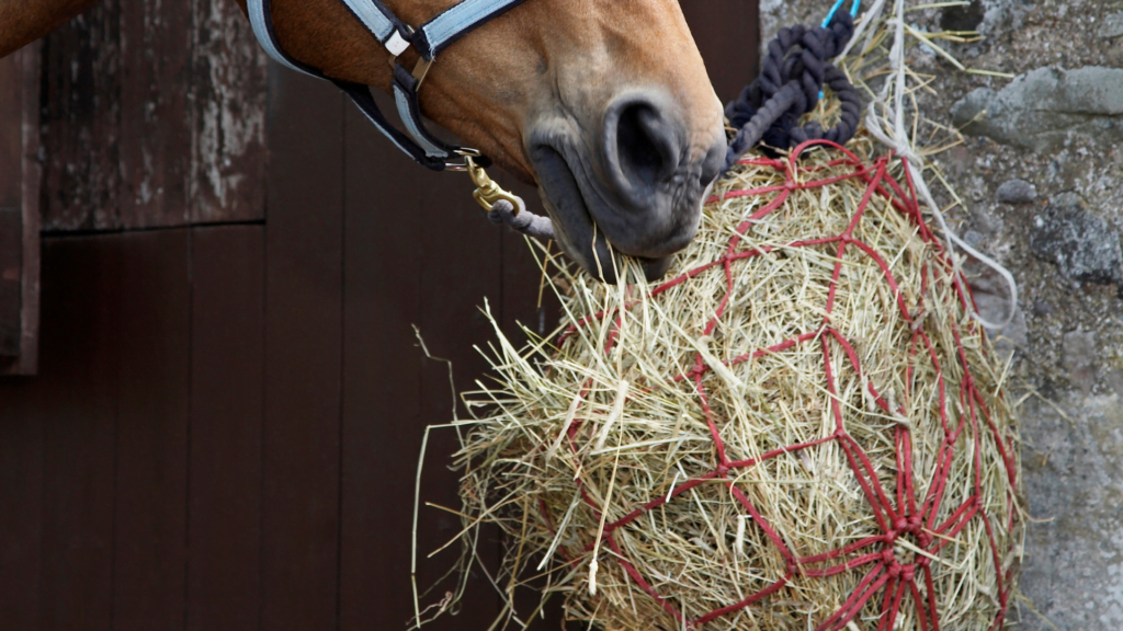 How Much Haylage To Feed A Horse Or Pony Baillie Haylage
