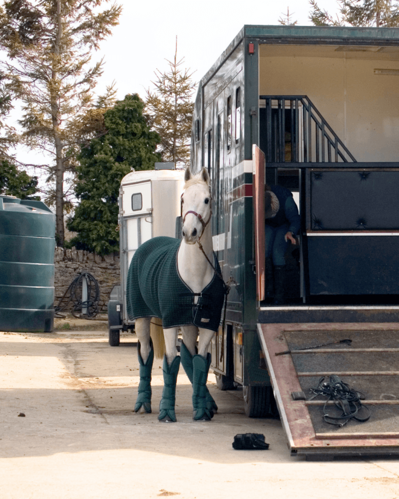 Horse at show